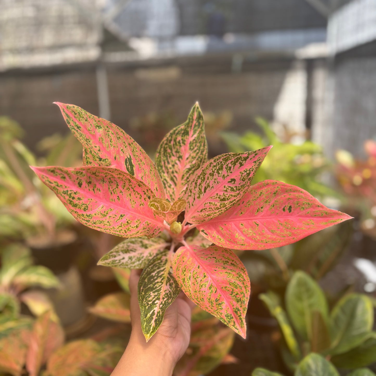 Aglaonema Tamara