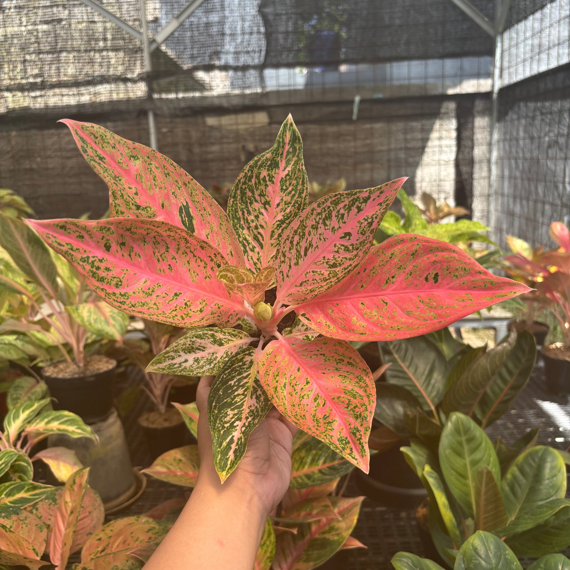 Aglaonema Tamara - Indonesian Rare Plants