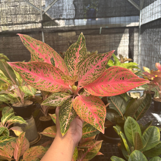 Aglaonema Tamara - Indonesian Rare Plants