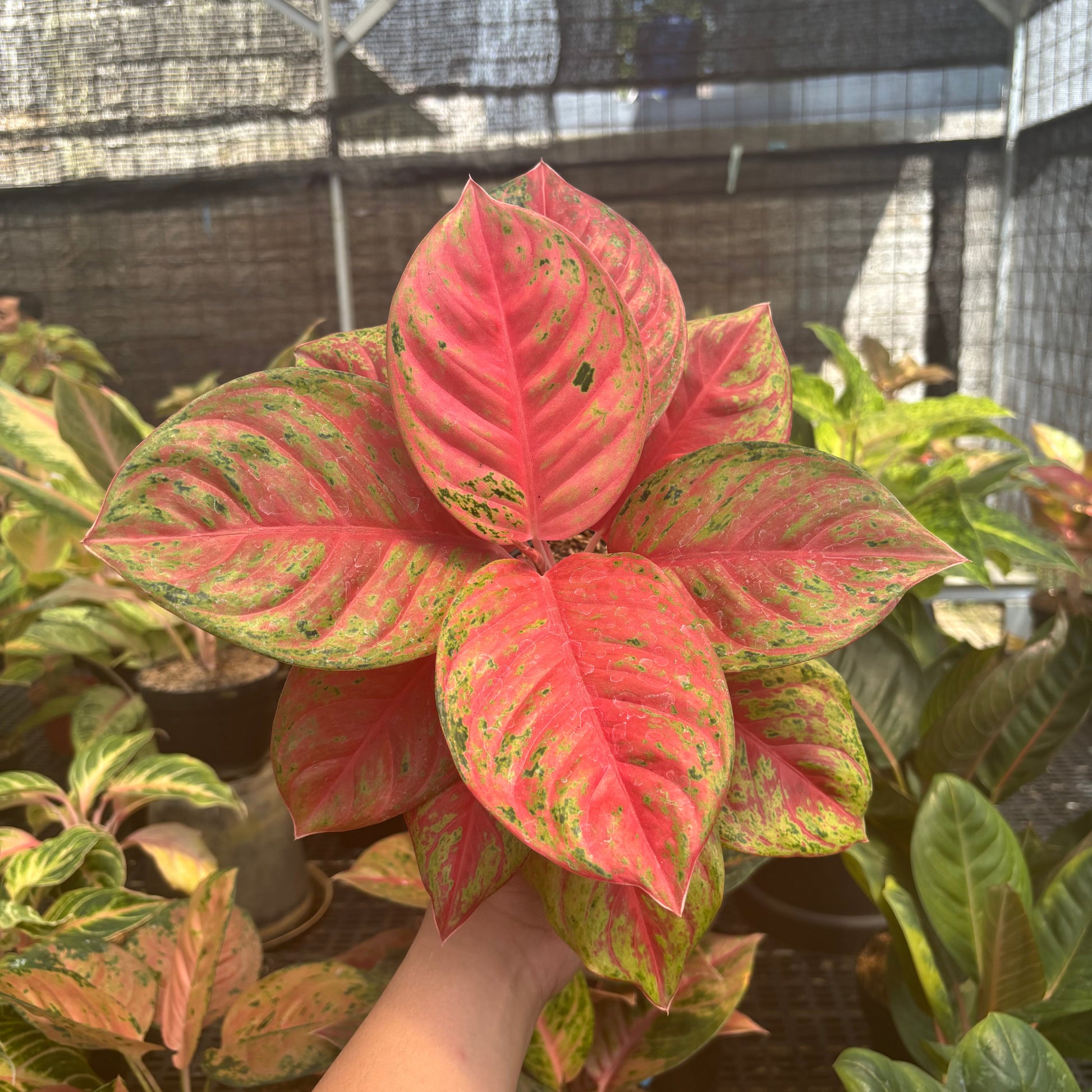 Aglaonema Super Red Treasure of Siam - Indonesian Rare Plants