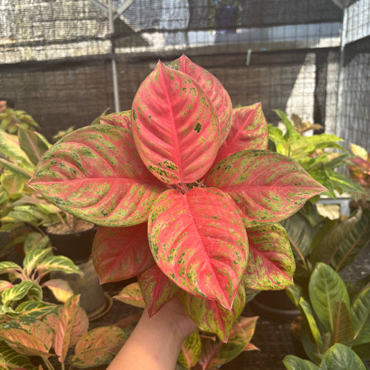 Aglaonema Super Red Treasure of Siam - Indonesian Rare Plants