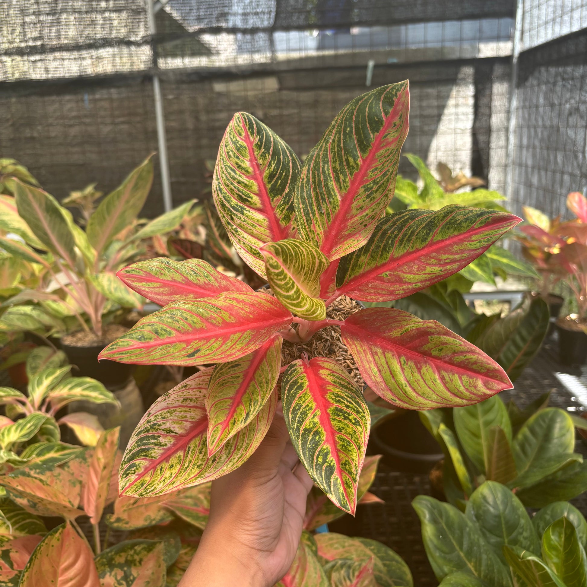 Aglaonema Nancy - Indonesian Rare Plants