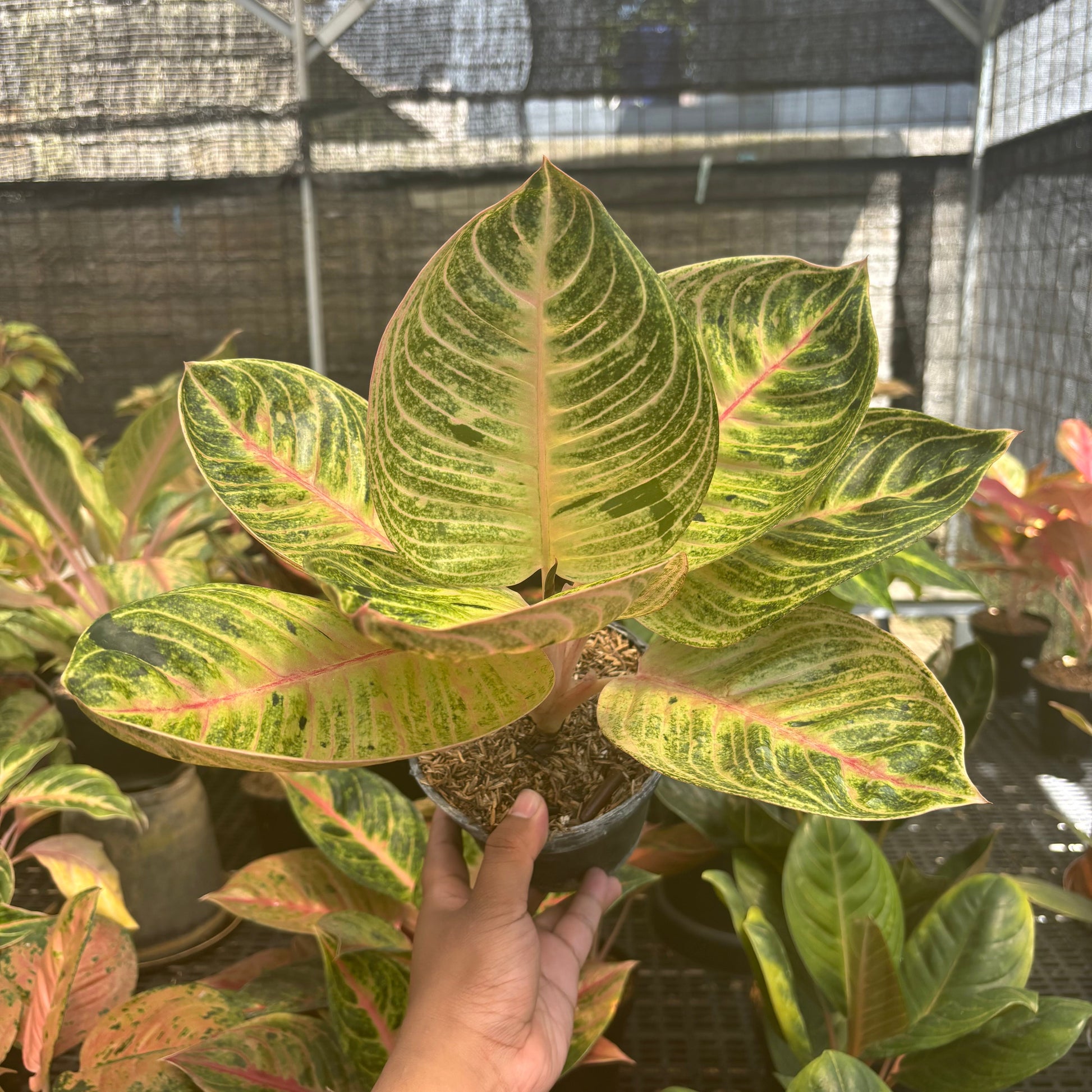 Aglaonema Moonlight - Indonesian Rare Plants