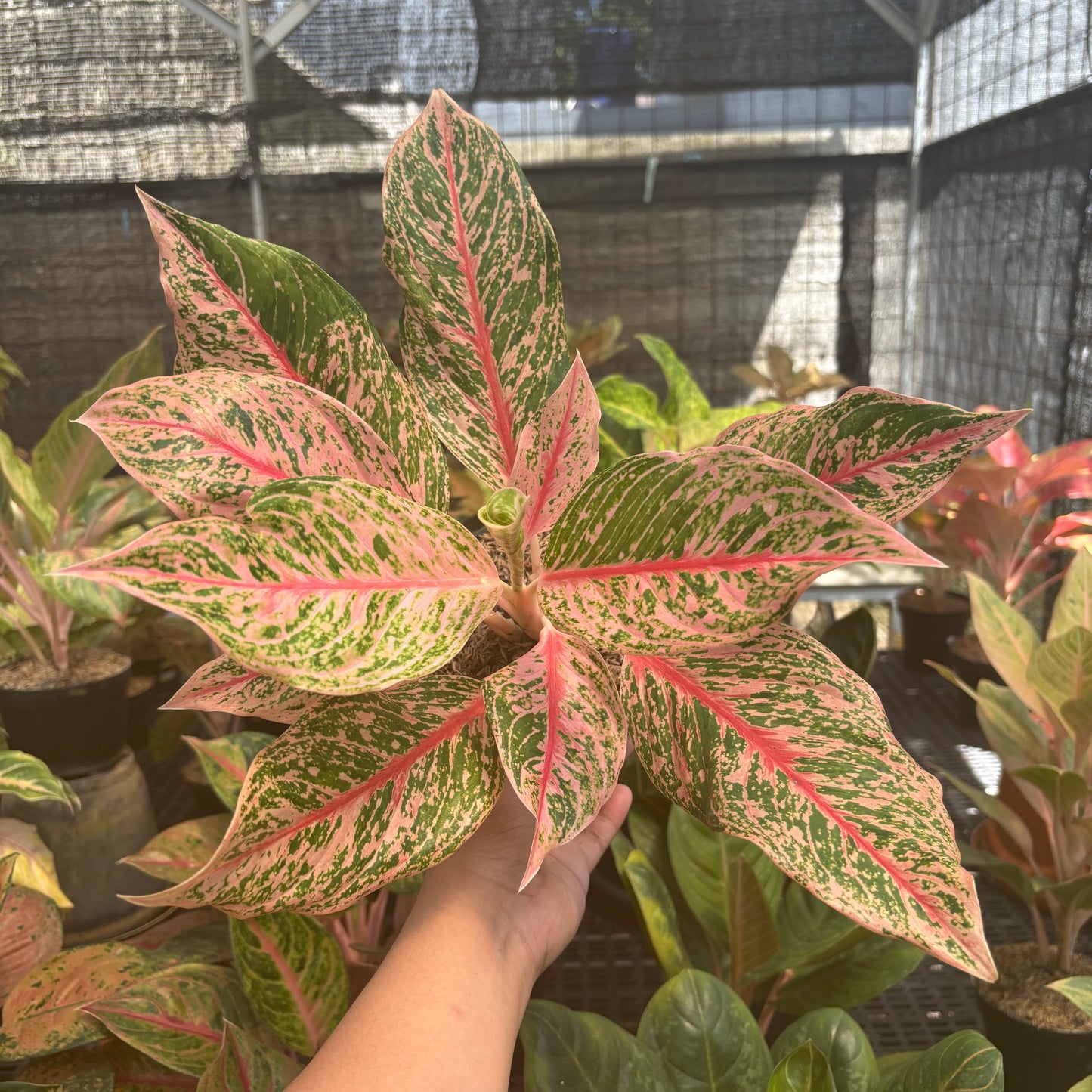 Aglaonema Pretty Woman - Indonesian Rare Plants