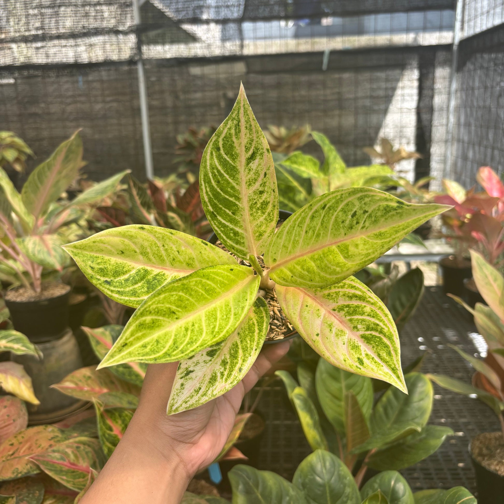 Aglaonema Ratu Koneng - Indonesian Rare Plants