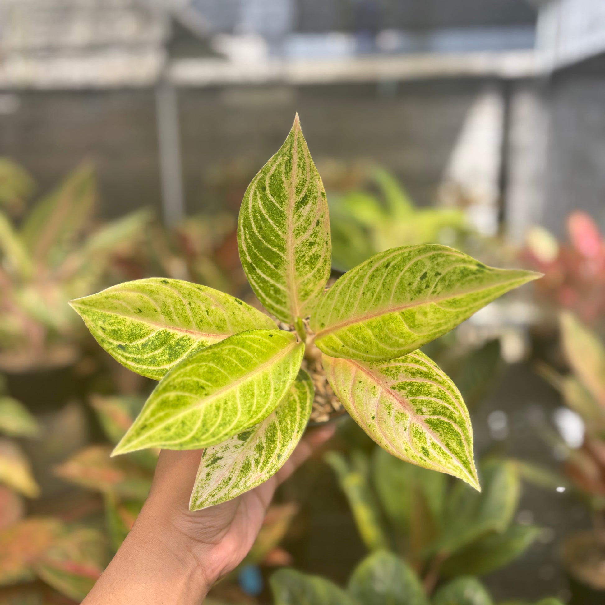 Aglaonem Ratu Koneng — rare Indonesian plant