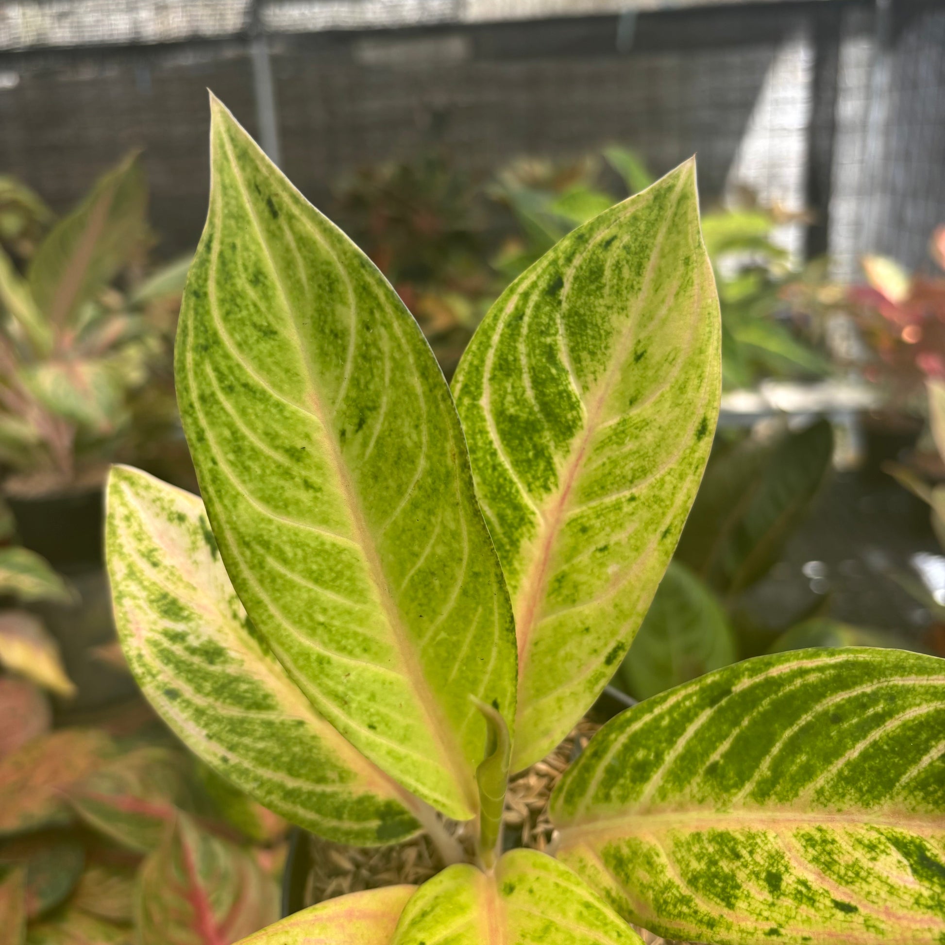 Aglaonem Ratu Koneng — photo 3