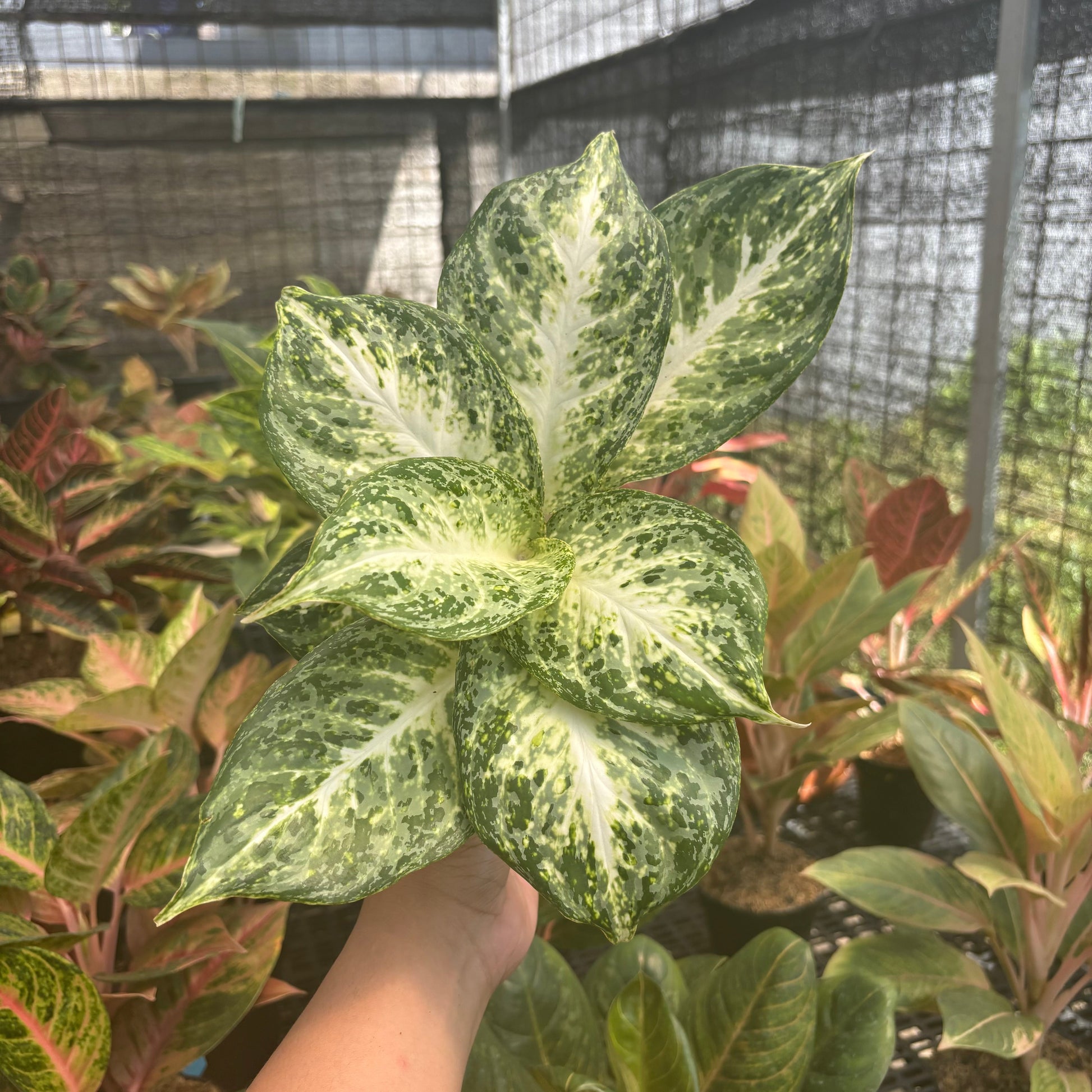 Aglaonema Snowy - Indonesian Rare Plants