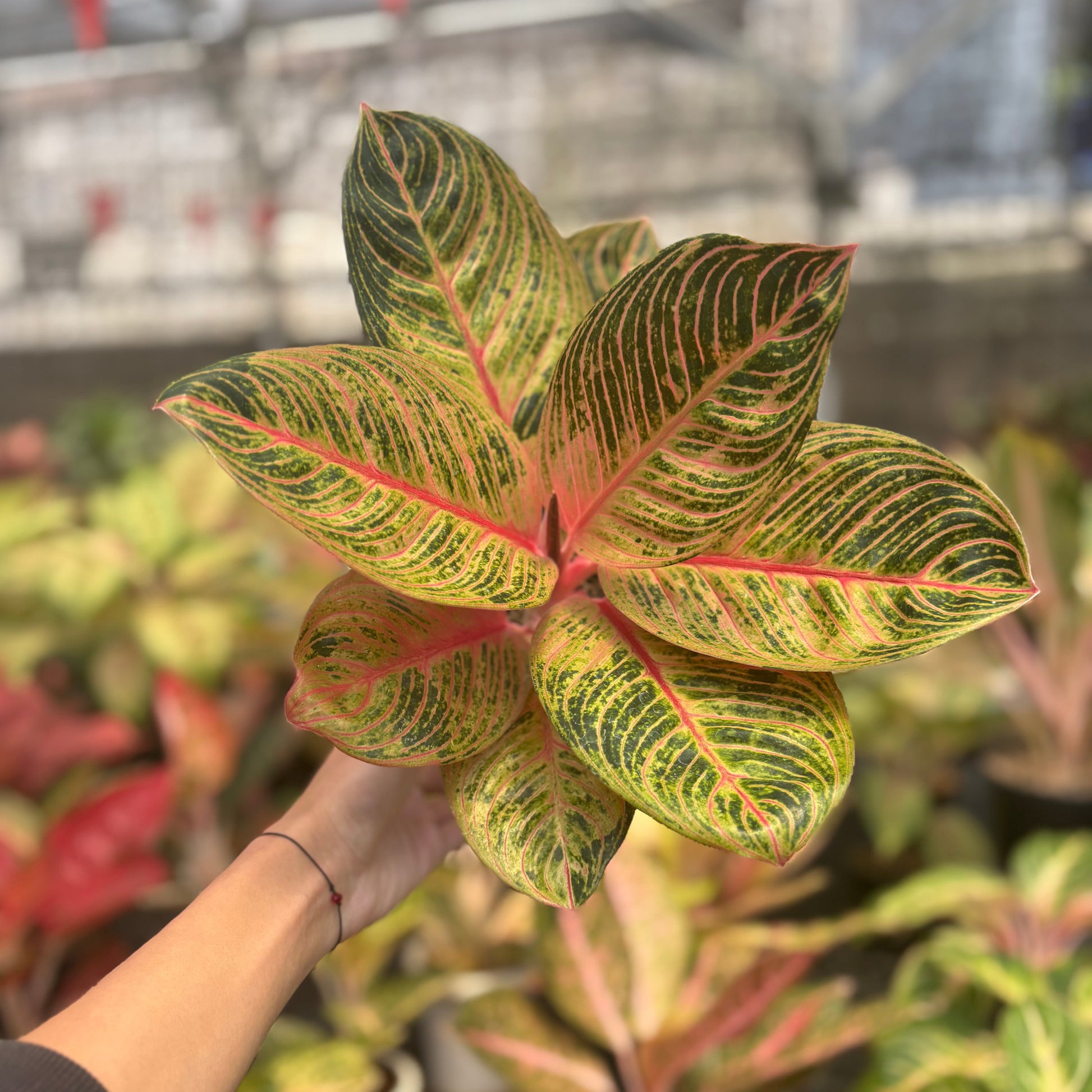 Aglaonema Krisna Golden - Indonesian Rare Plants