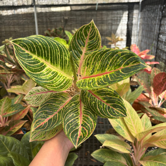 Aglaonema Queen of Siam - Indonesian Rare Plants