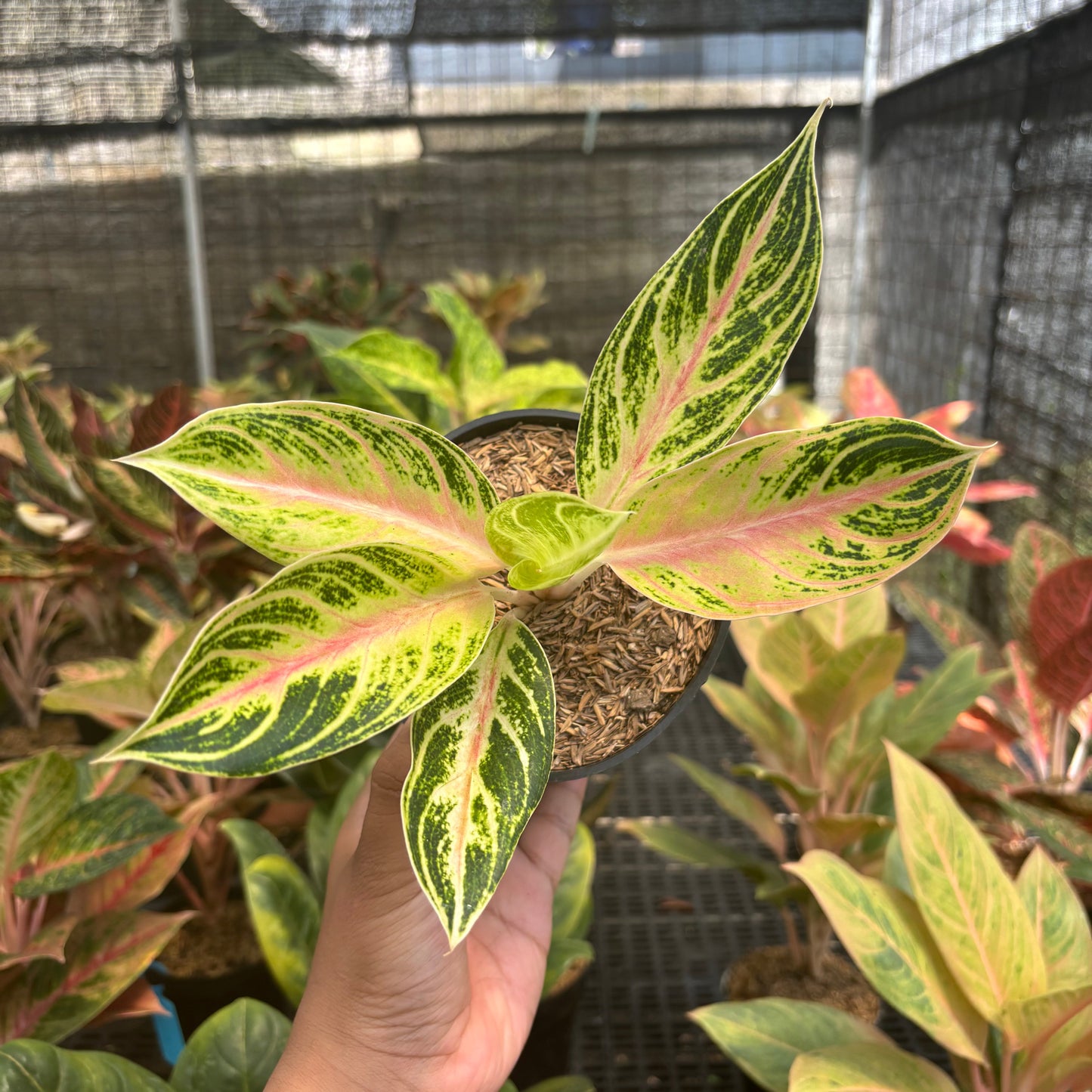 Aglaonema Big Mama Tricolor - Indonesian Rare Plants