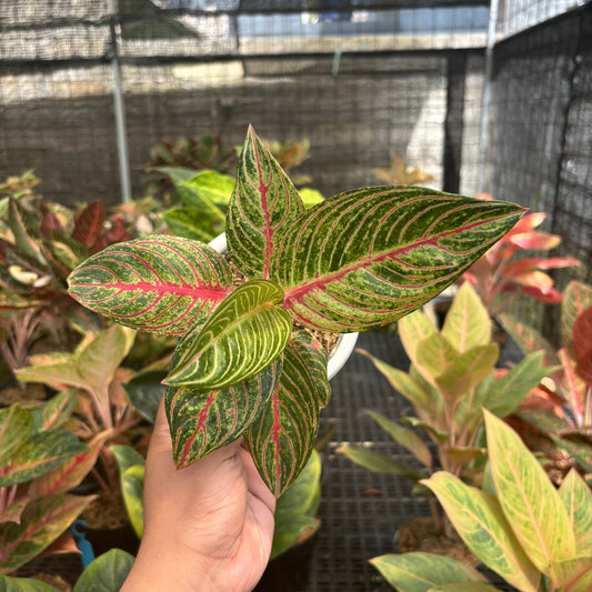 Aglaonema Stella - Indonesian Rare Plants