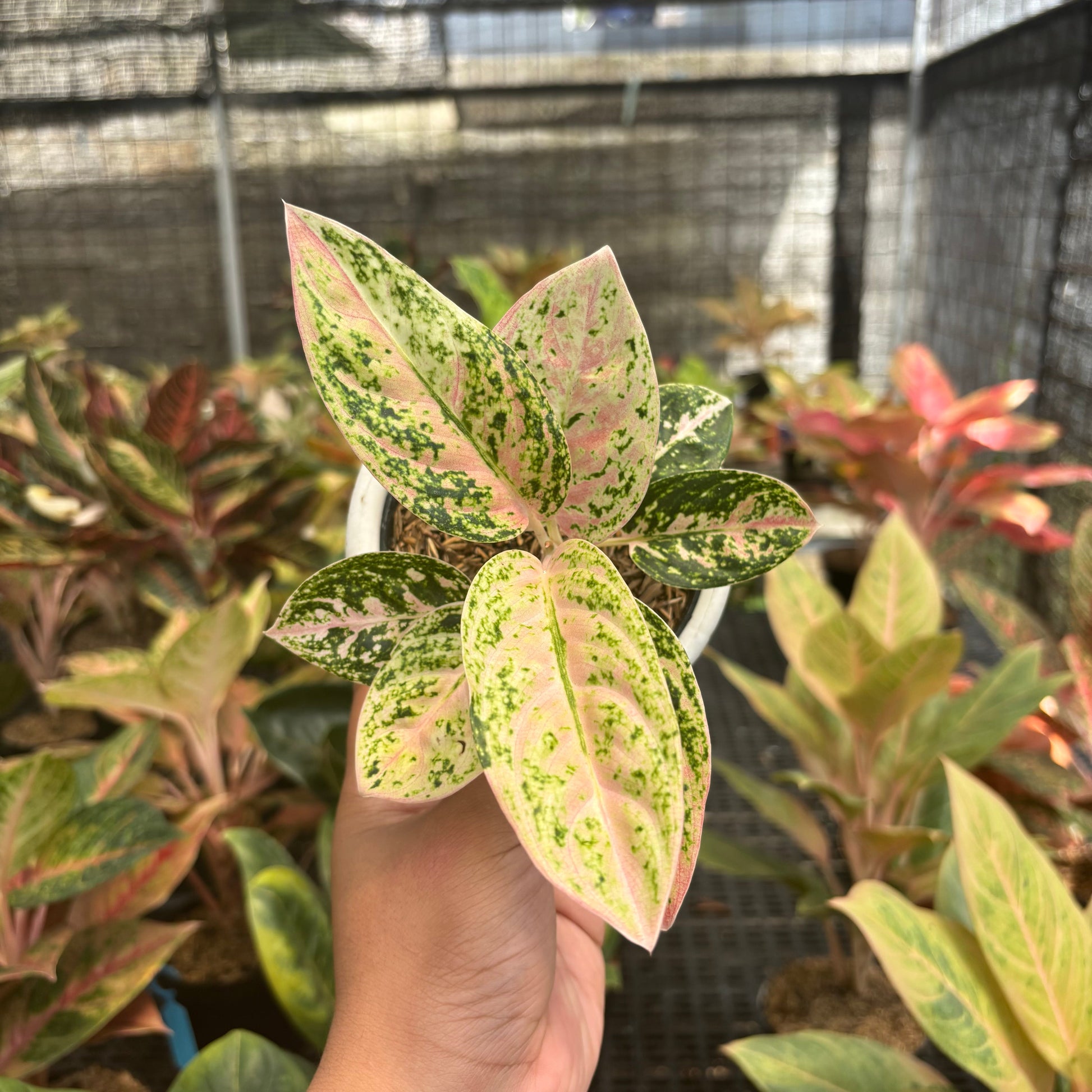 Aglaonema Pinkan - Indonesian Rare Plants