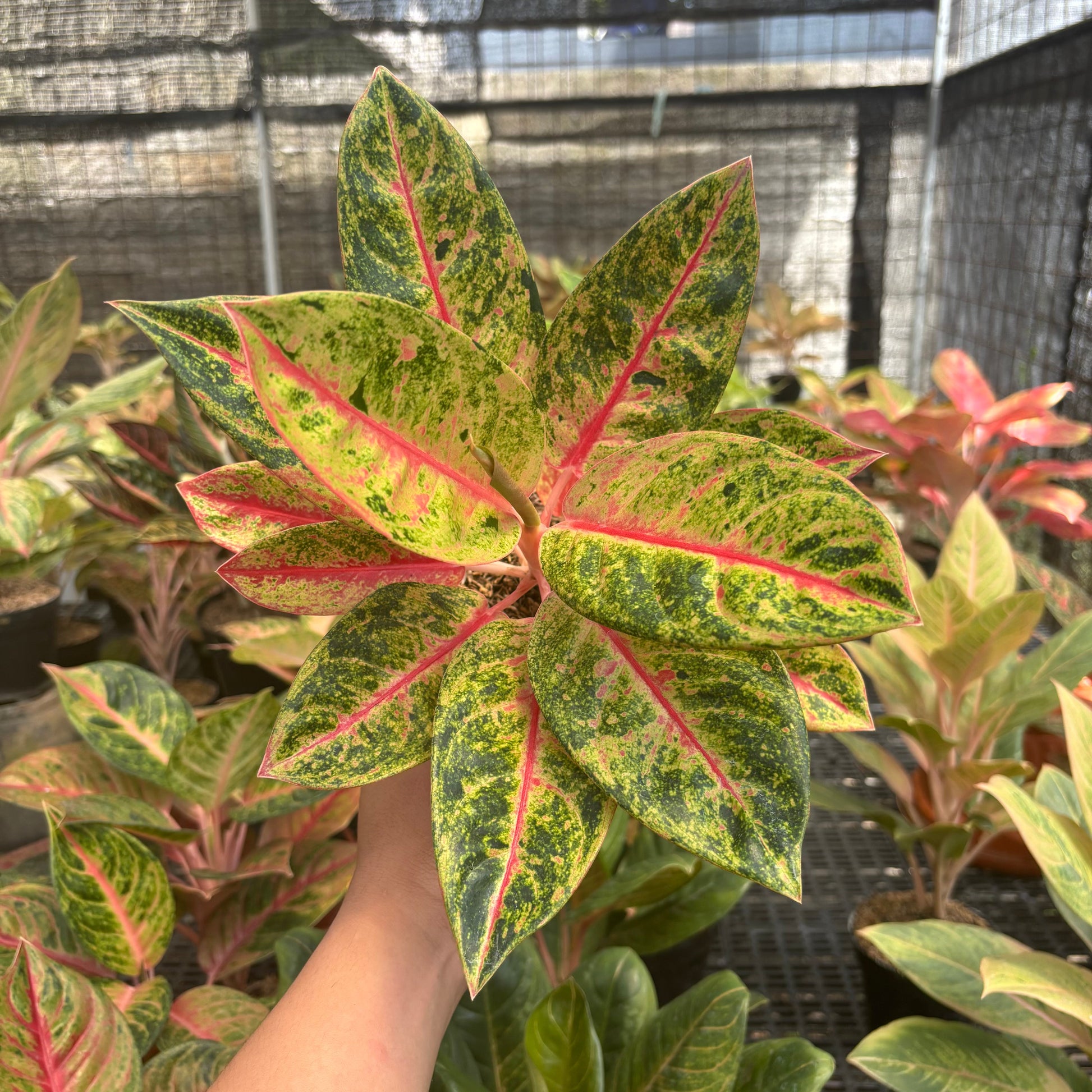 Aglaonema Roro Jonggrang - Indonesian Rare Plants