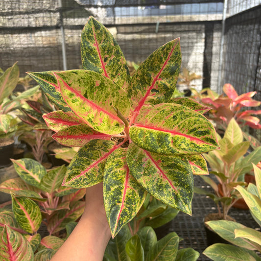Aglaonema Roro Jonggrang - Indonesian Rare Plants