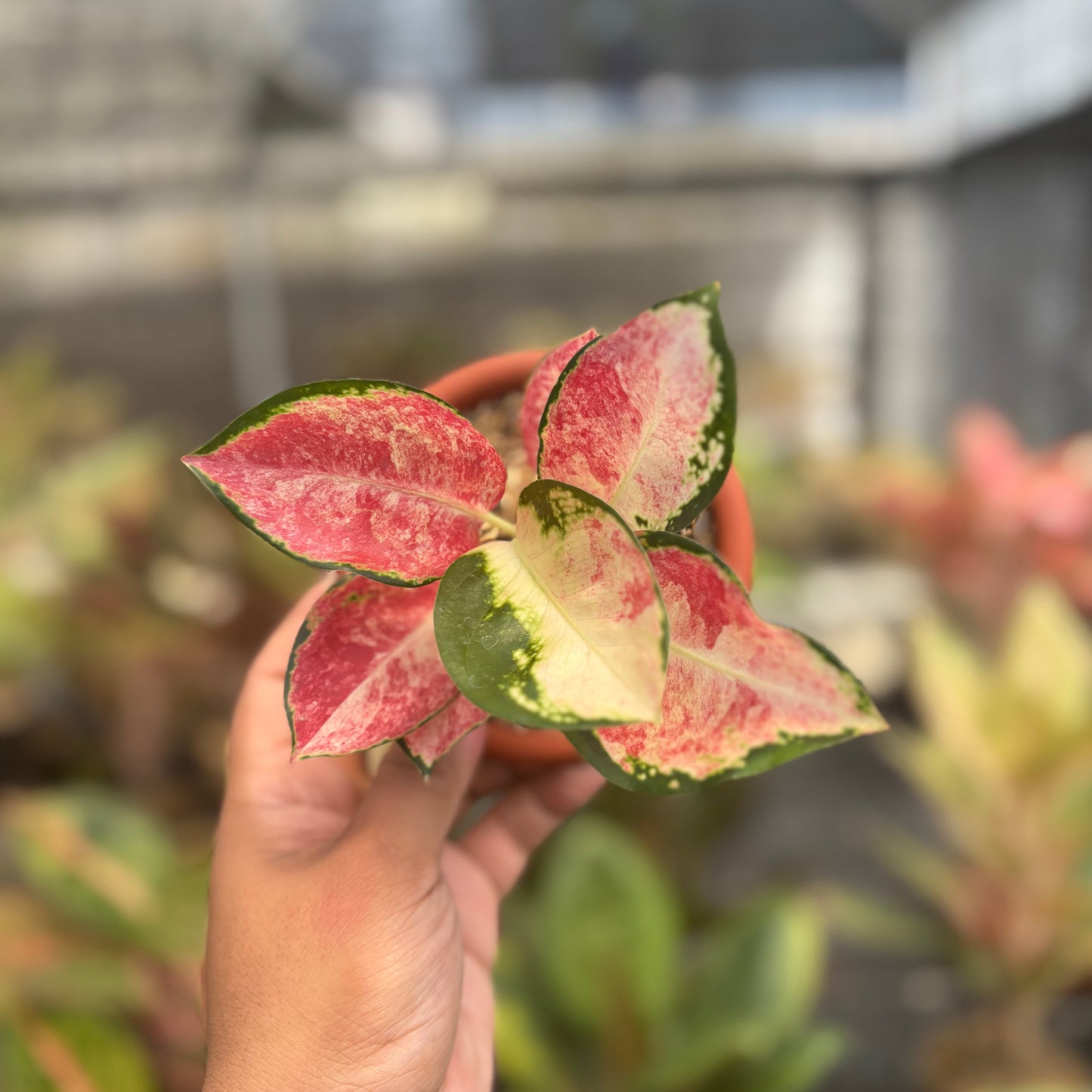 Aglaonema Kochin Wagyu - Indonesian Rare Plants