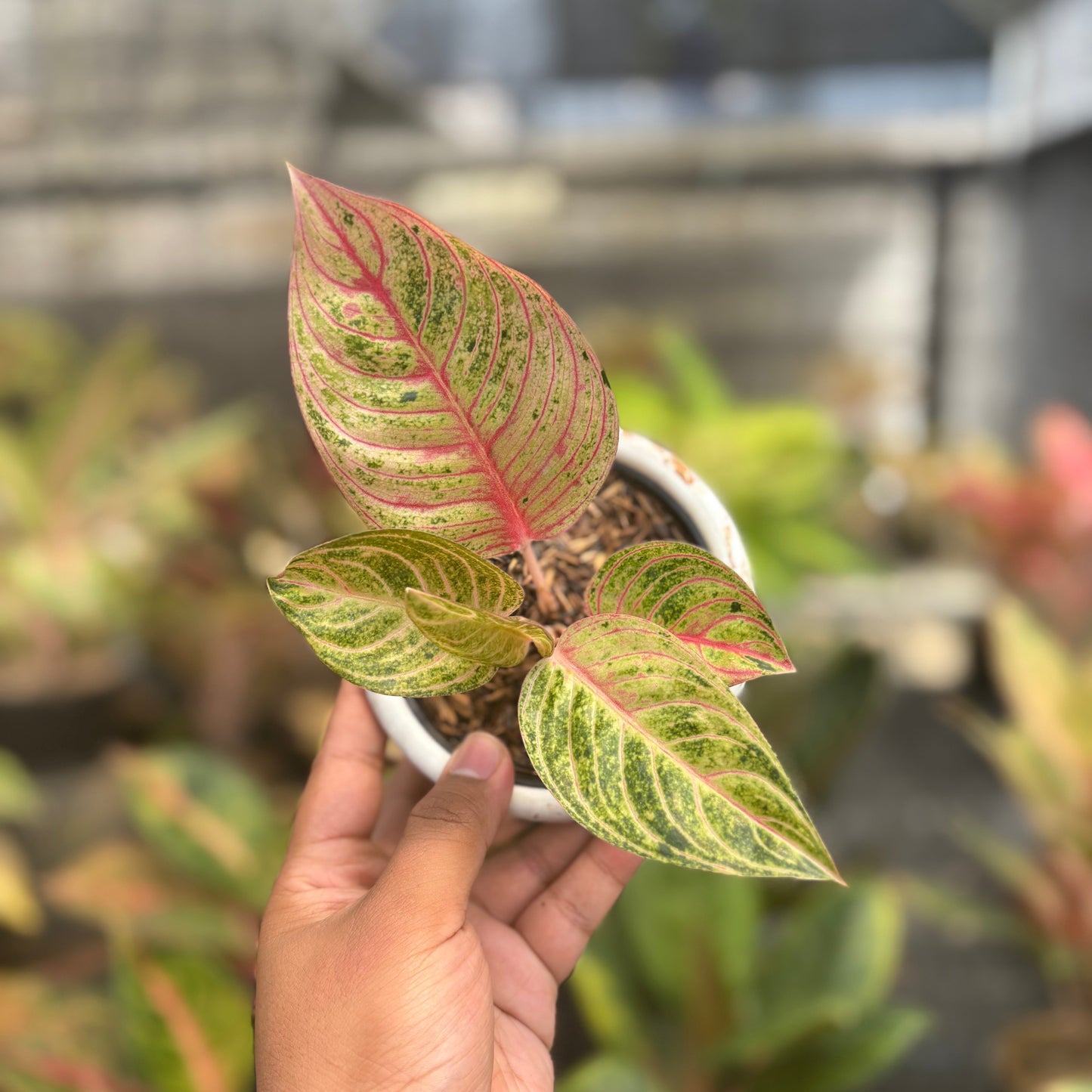 Aglaonema Mother of Teressa - Indonesian Rare Plants