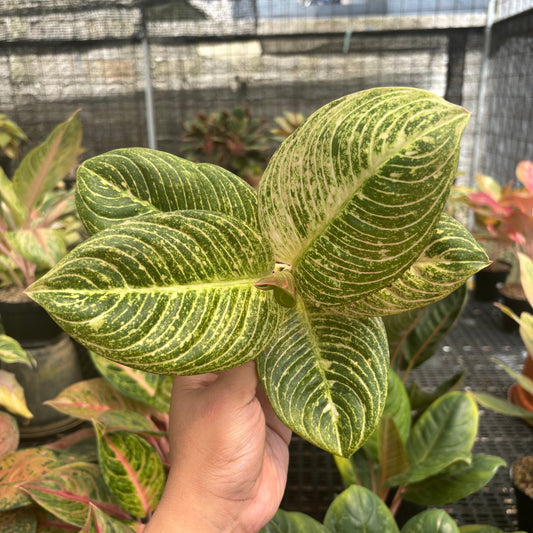 Aglaonema Asri Putih - Indonesian Rare Plants