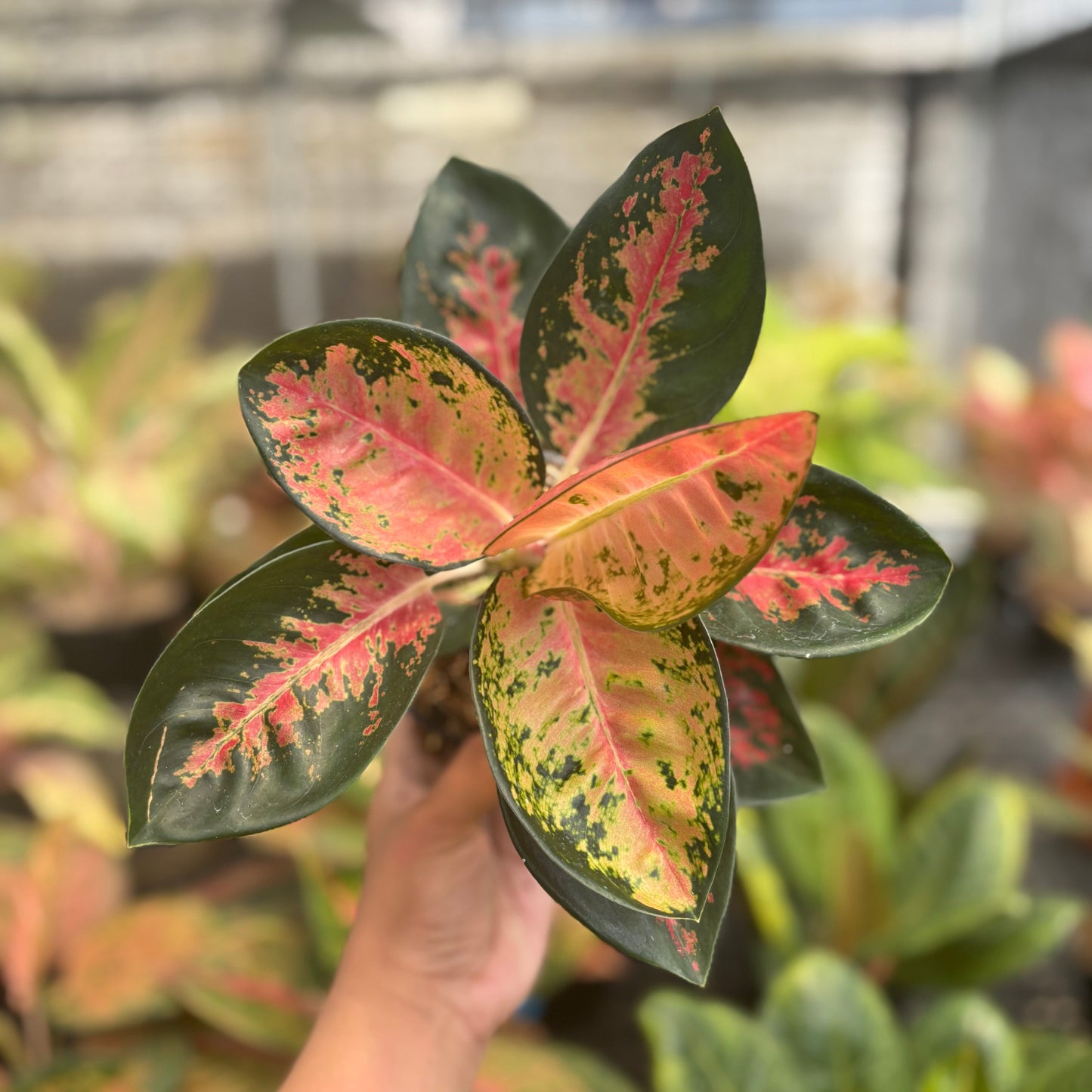 Aglaonema Kochincuna - Indonesian Rare Plants