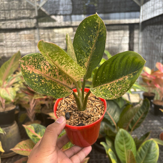 Aglaonema Antik - Indonesian Rare Plants