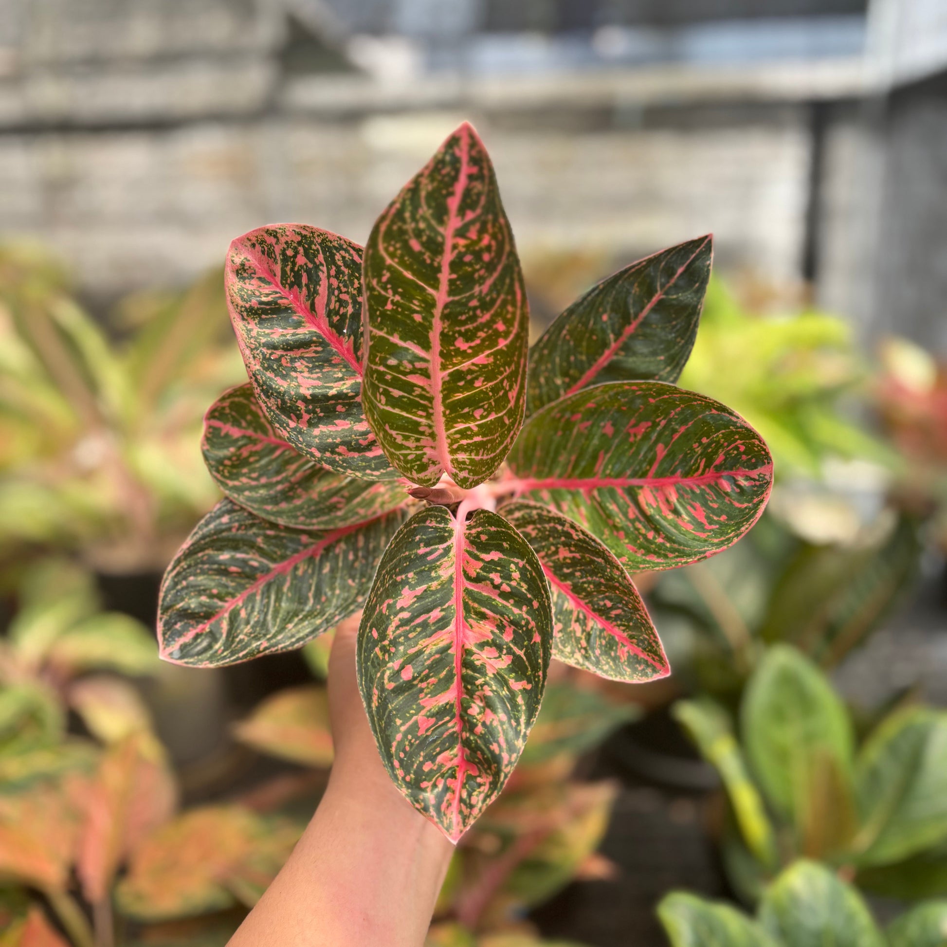 Aglaonema Sinta - Indonesian Rare Plants