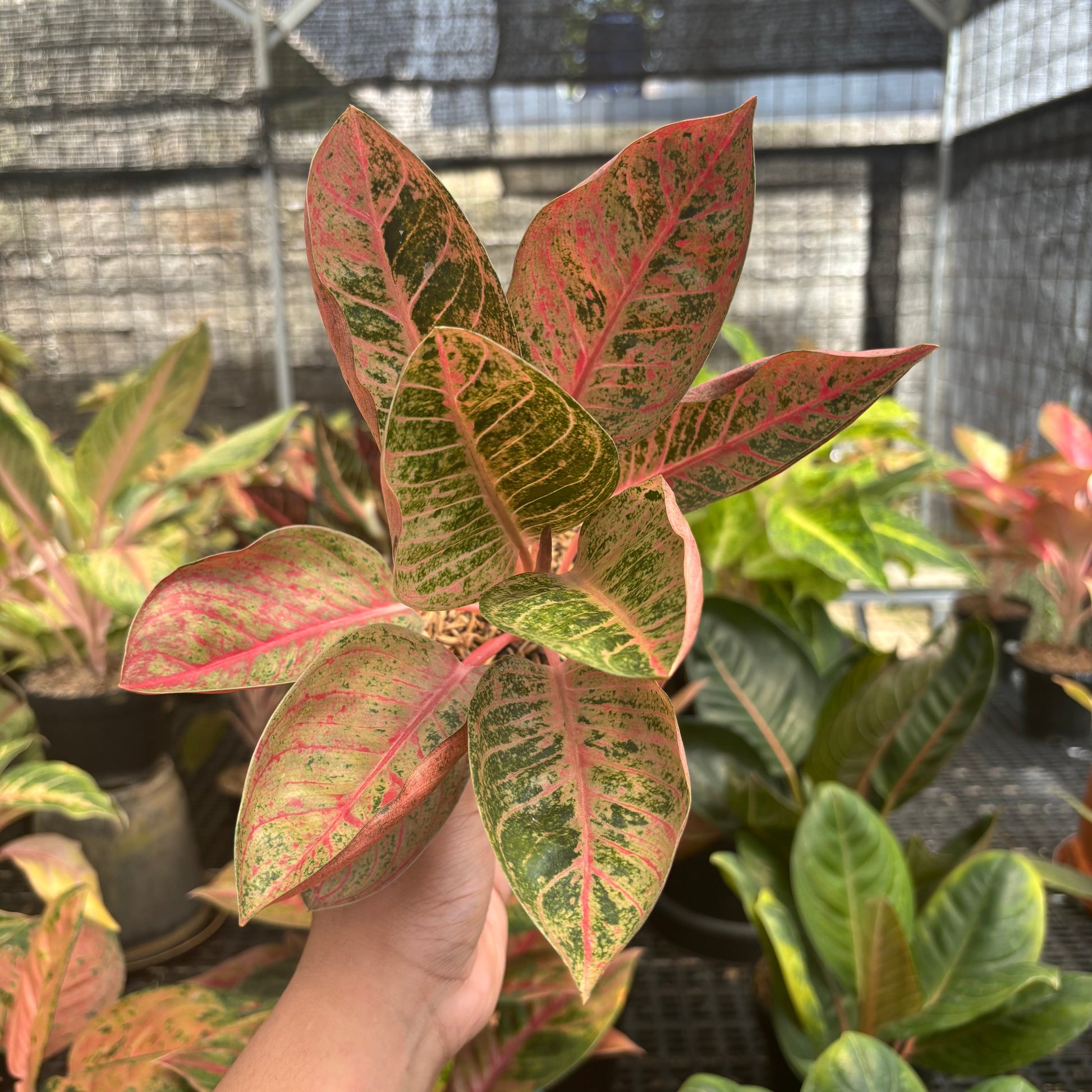 Aglaonema Chitsanu - Indonesian Rare Plants