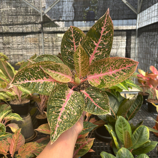 Aglaonema Angela - Indonesian Rare Plants