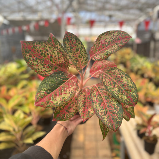 Aglaonema Coconut Delight - Indonesian Rare Plants