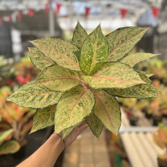 Aglaonema Martinisun - Indonesian Rare Plants