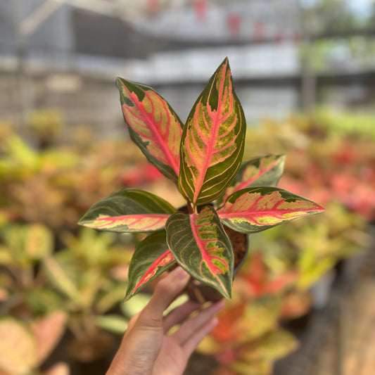 Aglaonema Crown of Siam - Indonesian Rare Plants