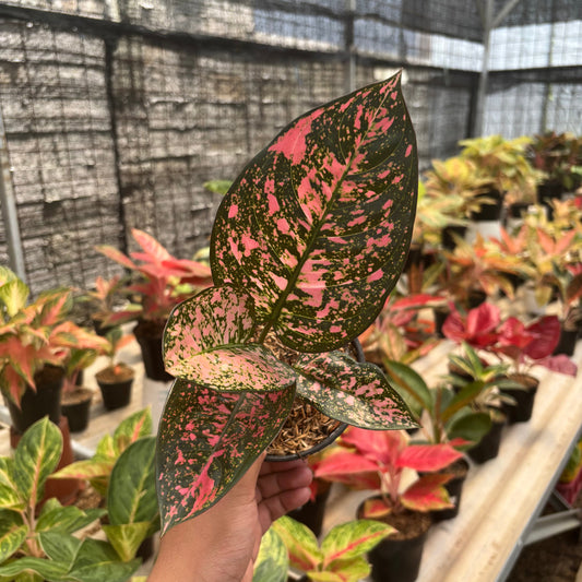Aglaonema Rubi Giant - Indonesian Rare Plants