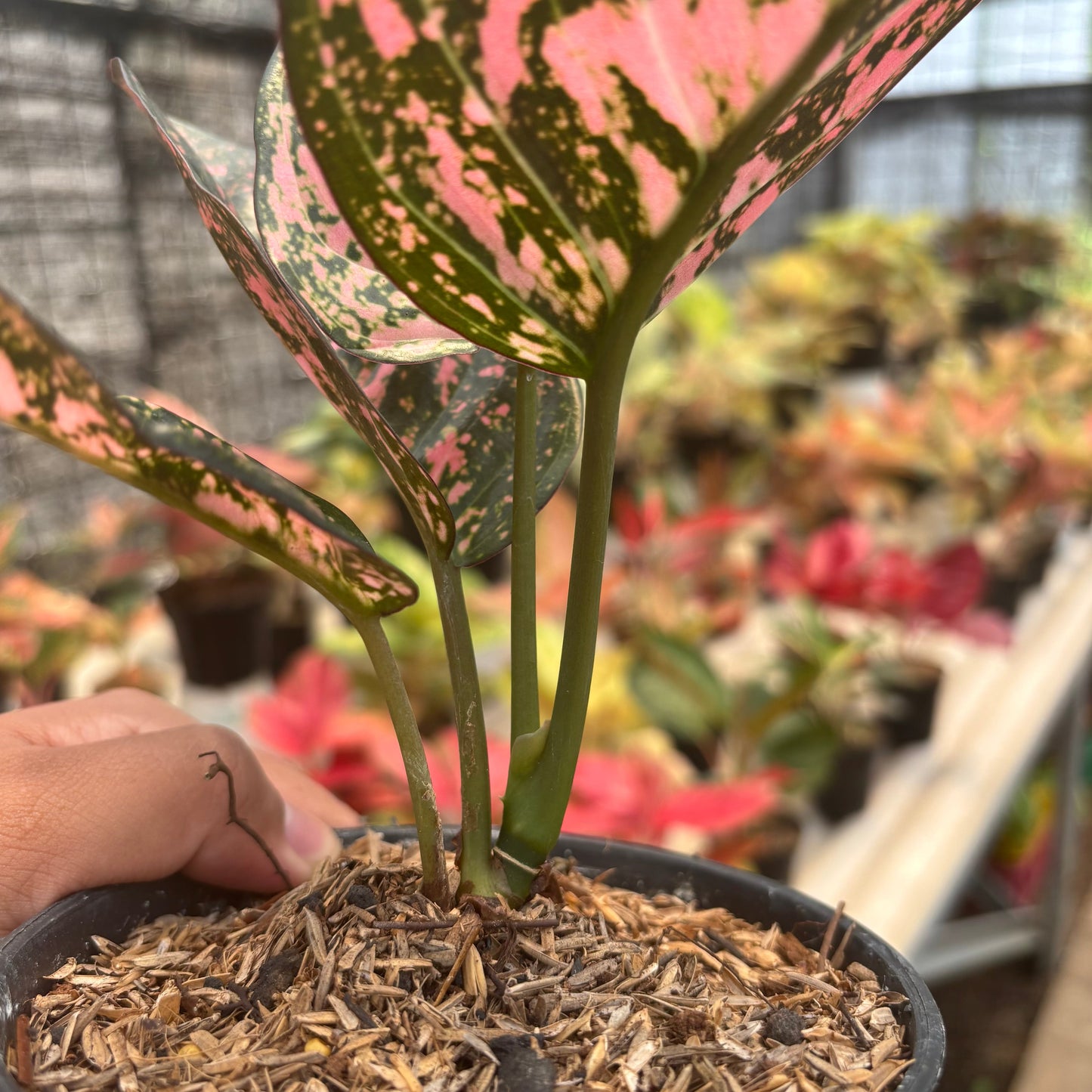 Aglaonema Rubi Giant