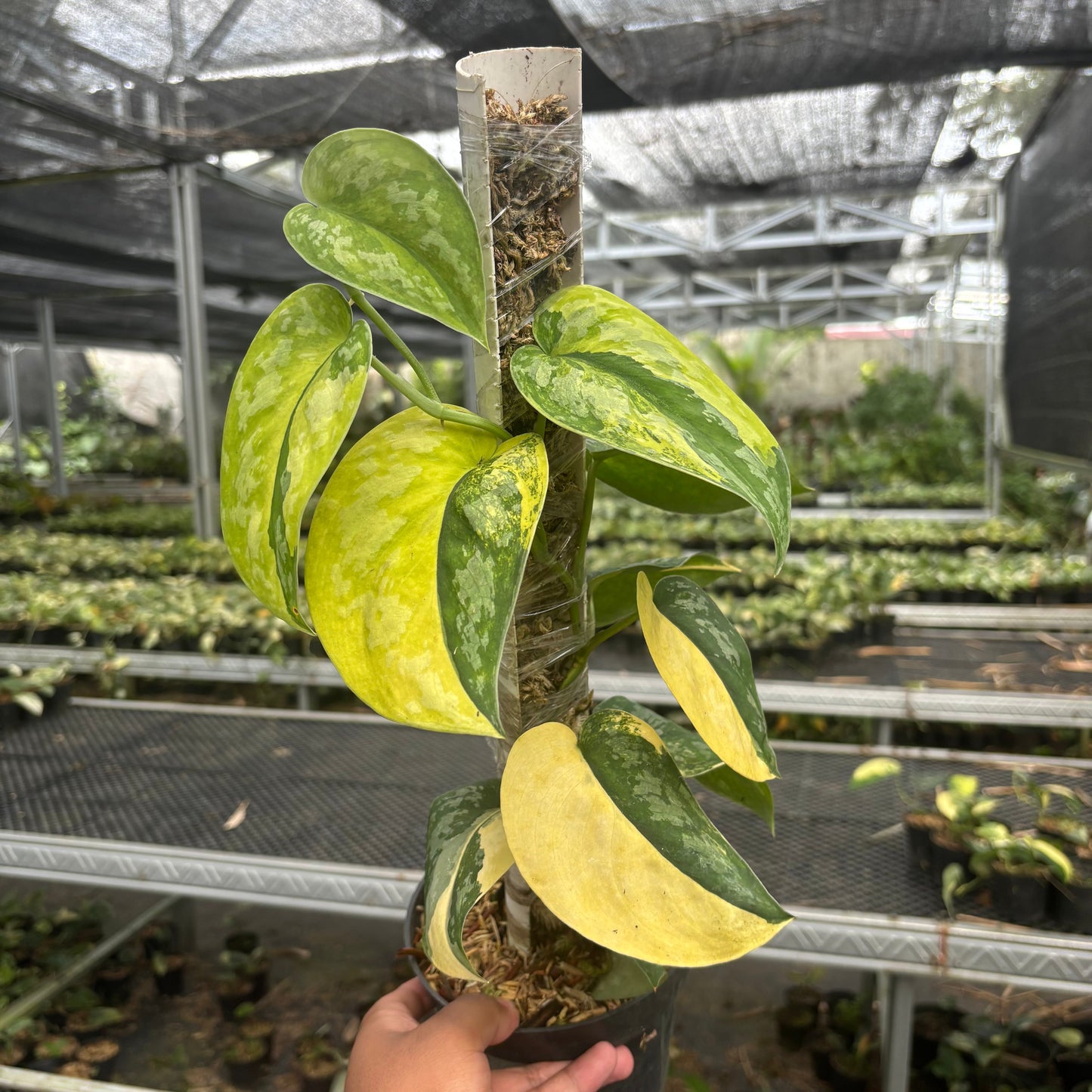 Scindapsus Andalas - Indonesian Rare Plants