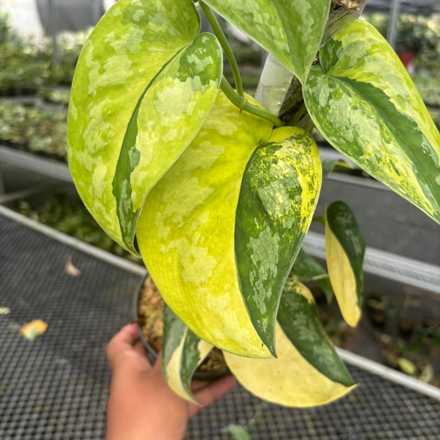 Scindapsus Andalas