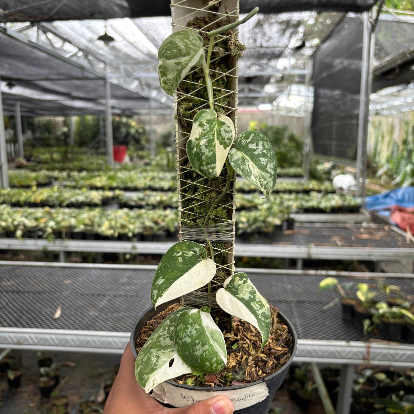 Scindapus White Crocodile - Indonesian Rare Plants