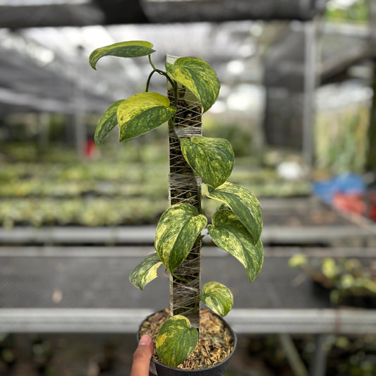 Scindapsus Parahyangan - Indonesian Rare Plants