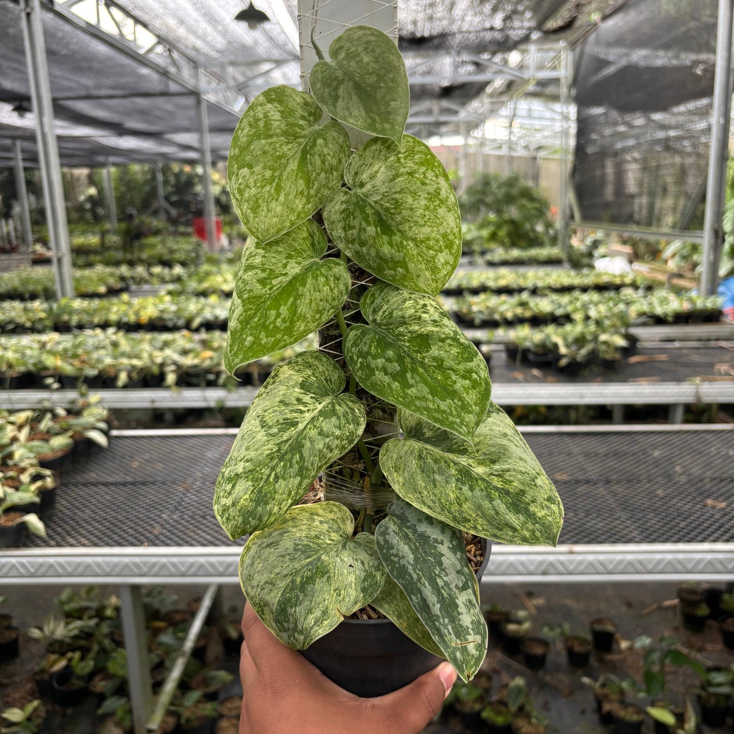 Scindapsus Tembaga - Indonesian Rare Plants