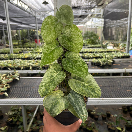 Scindapsus Tembaga - Indonesian Rare Plants