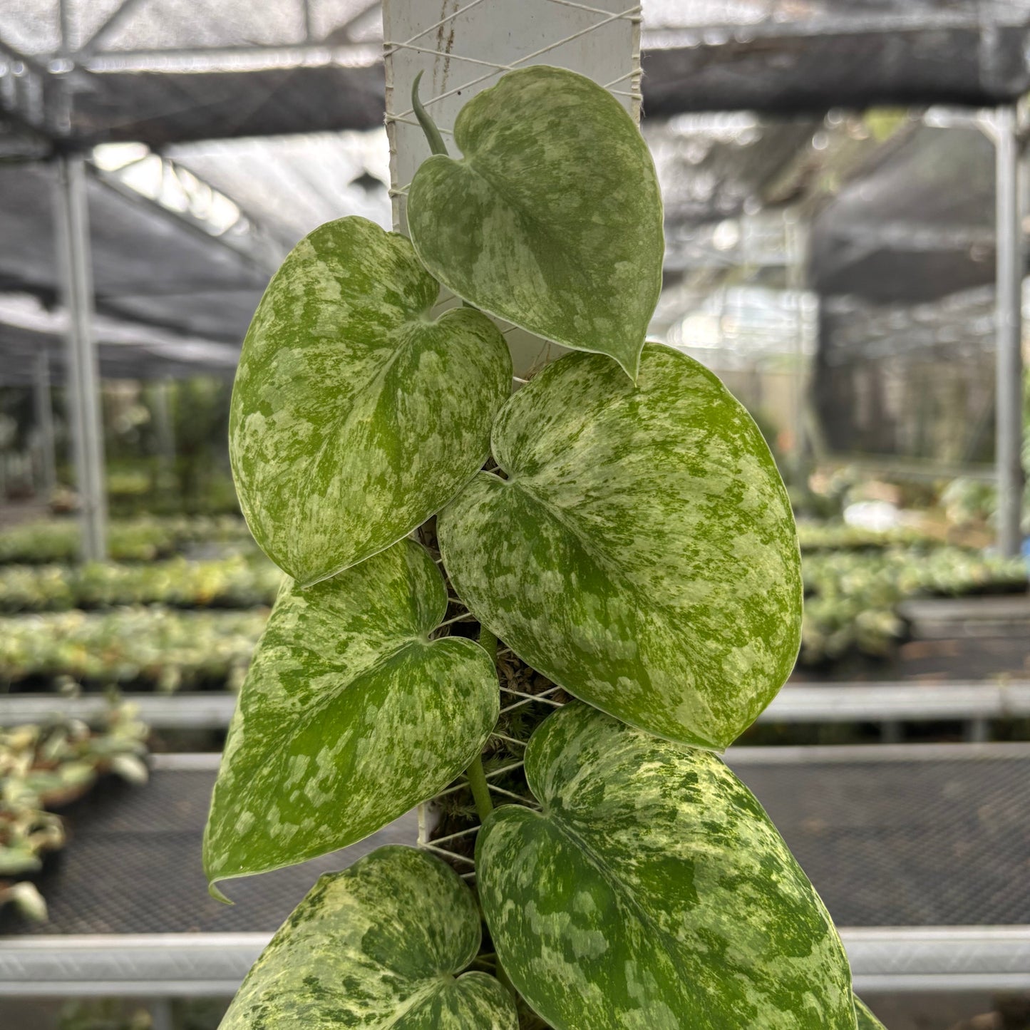 Scindapsus Tembaga
