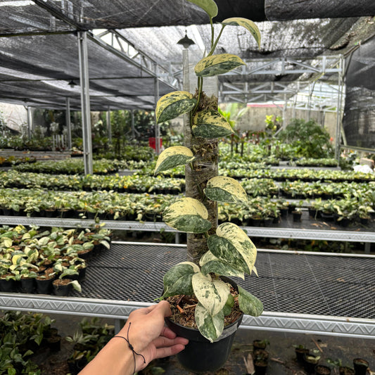 Scindapsus Holiragon - Indonesian Rare Plants