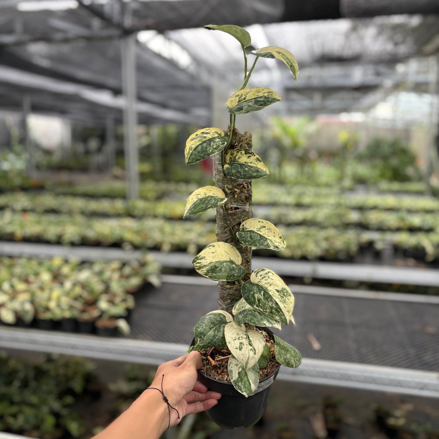 Scindapsus Holiragon