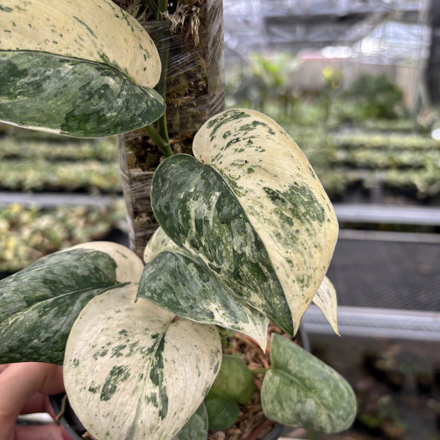 Scindapsus Holiragon