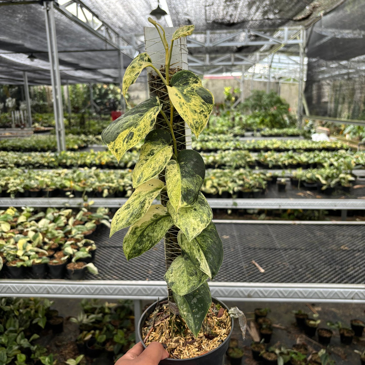 Scindapsus Dark Splash Marble - Indonesian Rare Plants