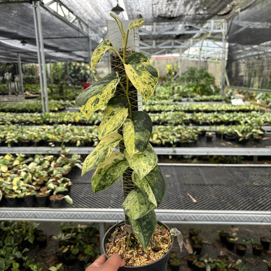 Scindapsus Dark Splash Marble - Indonesian Rare Plants