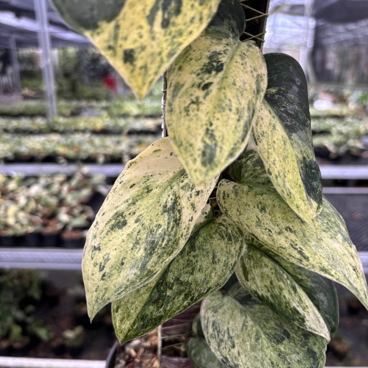 Scindapsus Dark Splash Marble