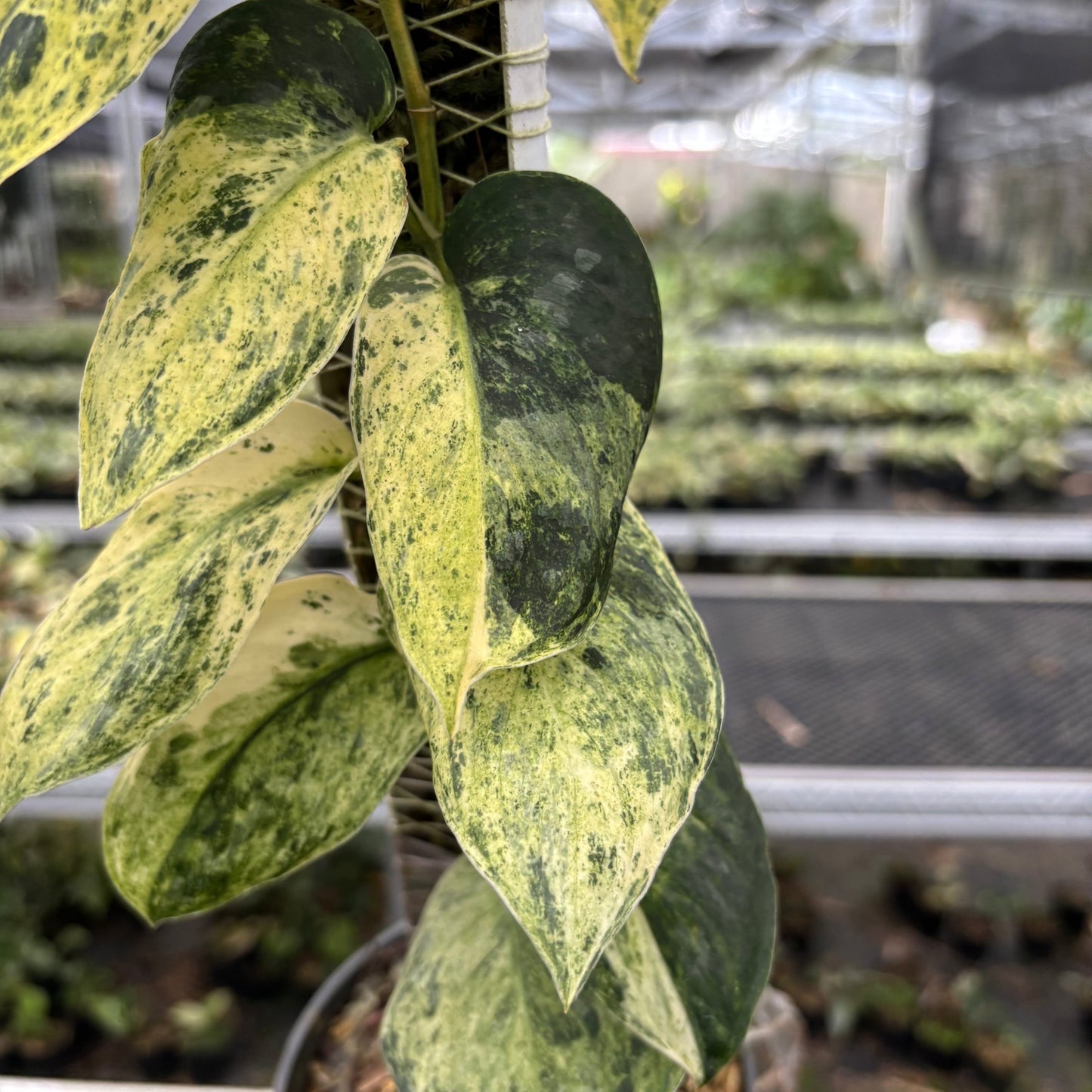 Scindapsus Dark Splash Marble