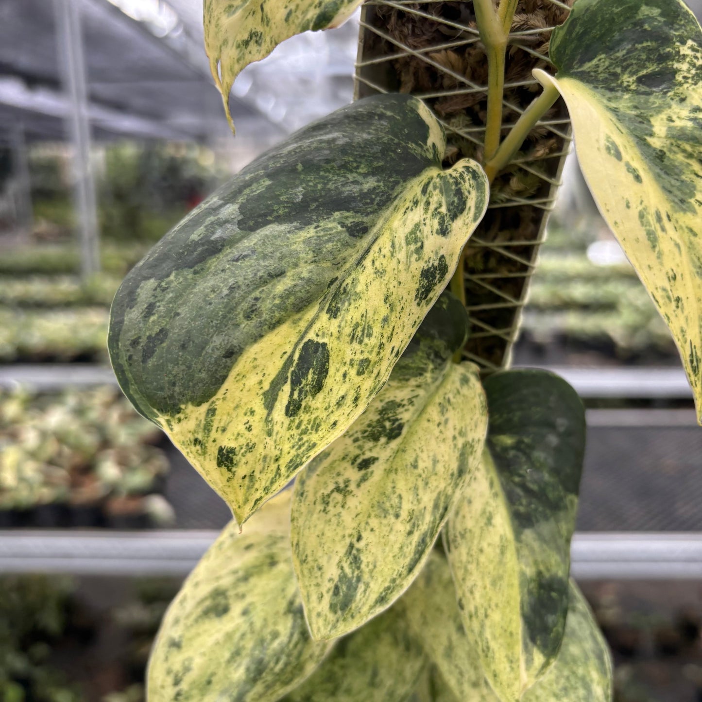 Scindapsus Dark Splash Marble