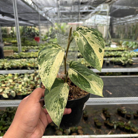 Scindapsus Bahorok - Indonesian Rare Plants