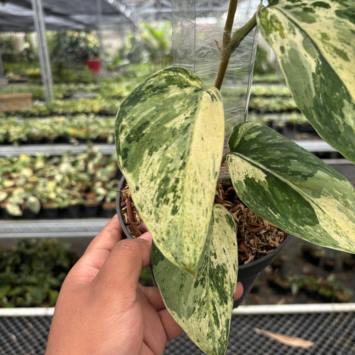 Scindapsus Bahorok