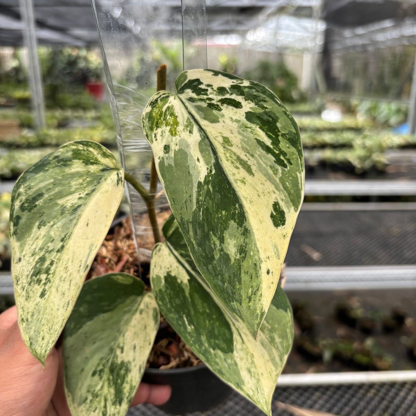Scindapsus Bahorok